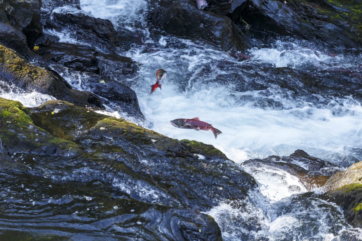 What becomes of “Salmon People” without Salmon? The Stó:lō and