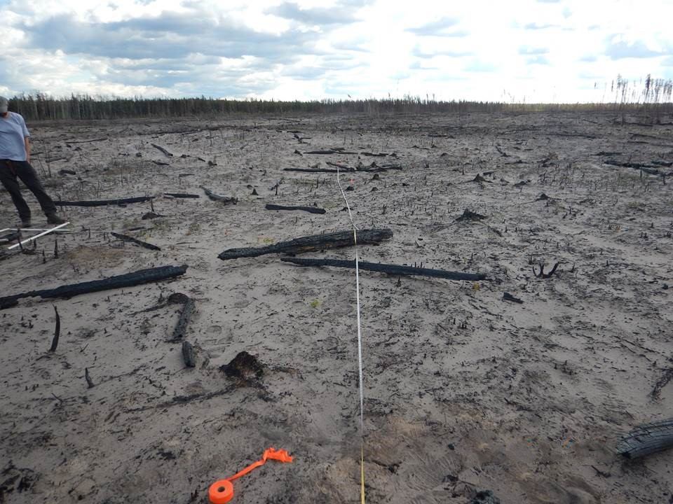 Photograph showing a post-fire clearing with scattered charred wood and ash. Trees can be seen in the distance.