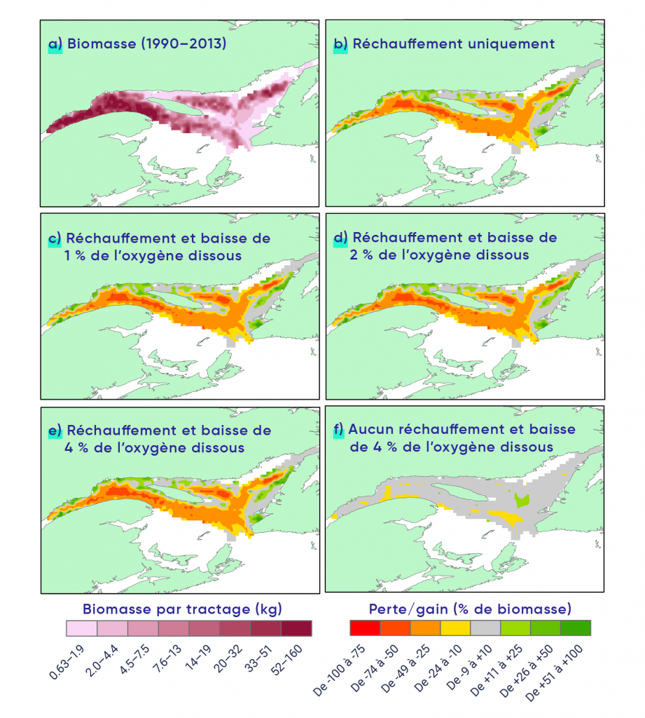 Six cartes (étiquetés de A à F) du golfe du Saint-Laurent montrant la répartition et l’abondance du flétan du Groenland. La carte A montre les données réelles de biomasse pour la période 1900-2013. La carte B présente un scénario de réchauffement uniquement, avec une perte de biomasse dans la majorité de la région à l’exception de certains endroits où la biomasse augmente. Les scénarios présentés dans les cartes C, D et E impliquent le même niveau de réchauffement que dans la carte B, mais ce réchauffement s’accompagne de différents niveaux de diminution de la teneur en oxygène (C = diminution de 1 %, D = diminution de 2 % et E = diminution de 4 %). Les impacts du réchauffement seul (B) et du réchauffement accompagné d’une baisse de 4 % de la saturation en oxygène dissous (E) semblent similaires avec le codage de couleur utilisé, bien que le réchauffement seul ait réduit les aires de haute densité de 49 %, alors que les deux facteurs de stress combinés ont provoqué une réduction de 57 %. Une diminution de l’oxygène dissous sans augmentation de la température ne réduisait la biomasse que de 2 %.