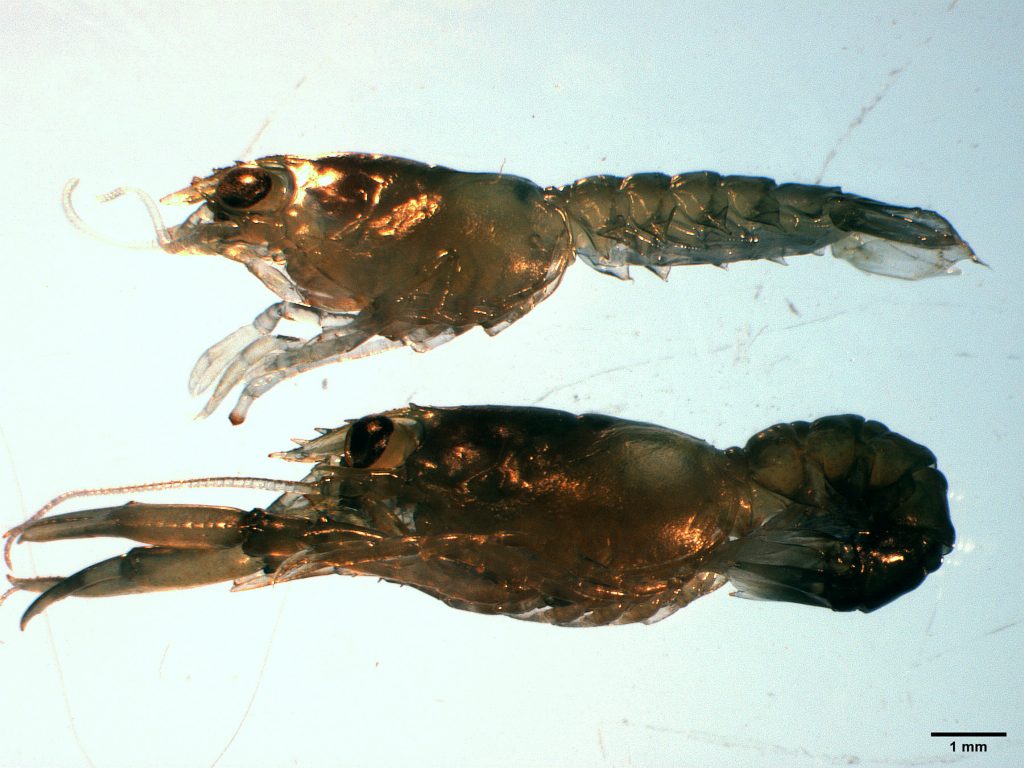 Photograph of a healthy stage IV American lobster reared in ambient conditions (bottom) and a deformed stage IV lobster larvae under acidified conditions (top). The acidified lobster is smaller and claws have been lost due to environmental stress.