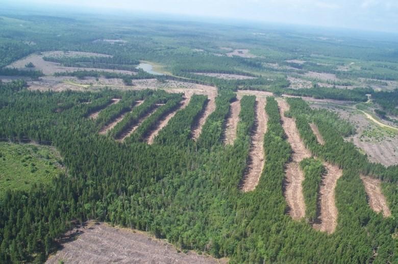 Photographie aérienne d’une forêt comportant des bandes de parcelles de coupe.