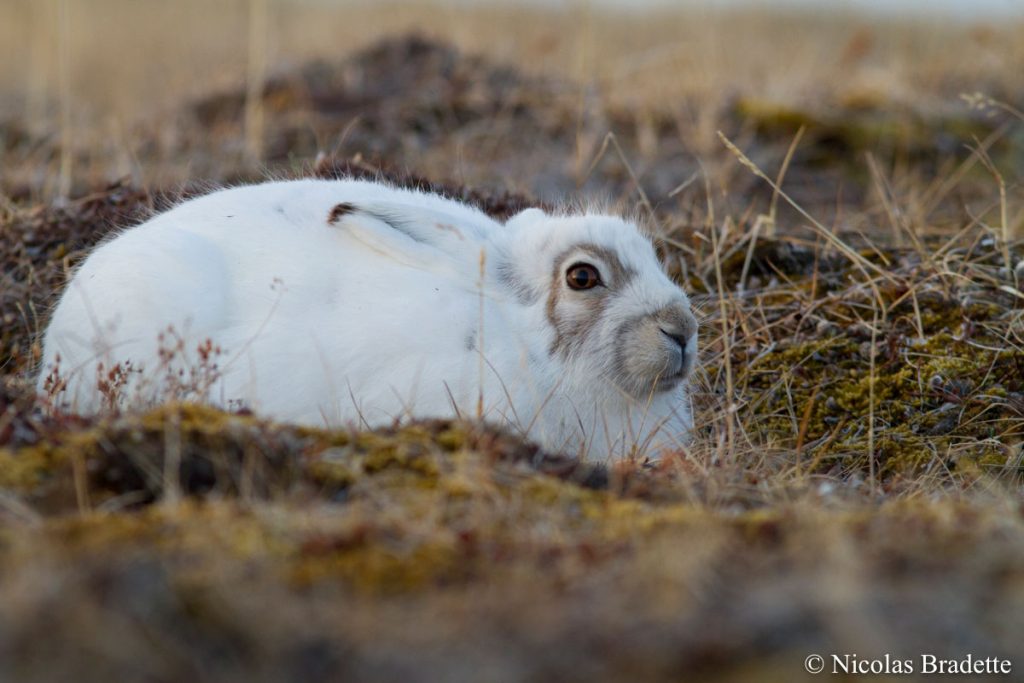 Photograph of a white coloured hare sitting among low-lying vegetation.