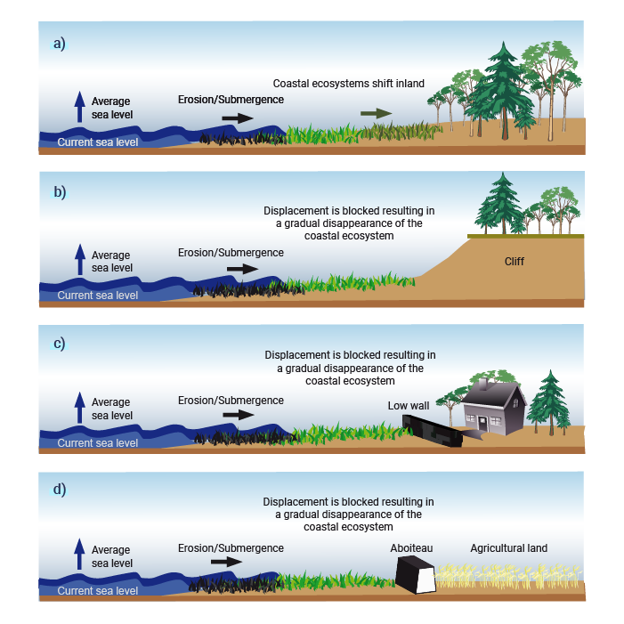 Diagram showing four factors that influence coastal squeeze. In all four scenarios the diagram shows an increase in the average sea level which results in erosion and/or submersion inland. In scenario A, the coastal ecosystem shifts inland. In scenarios B, C, and D, the coastal ecosystem is blocked from shifting inland, resulting in coastal squeeze. In scenario B the coastal ecosystem is prevented from shifting due to a cliff, in scenario C the shift is blocked by a low wall, and in scenario D the shift is blocked by an aboiteau protecting agricultural land.