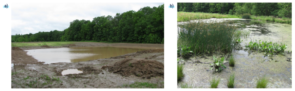 On the left, a pre-restoration photo of the Williams wetland in which the forest borders on a pit with water surrounded by dirt. On the right, the restored Williams wetland in which the forest borders on a wetland with various grasses and plants.