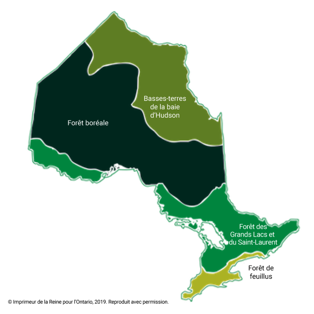Carte de l'Ontario montrant quatre régions forestières : les basses terres de la baie d'Hudson, la forêt boréale, la forêt des Grands Lacs et du Saint-Laurent, et la forêt de feuillus.