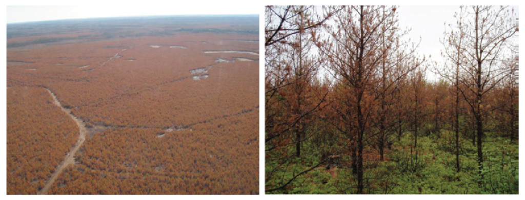 À gauche, une photo aérienne de pins gris orangés couvrant une grande surface. À droite, une photo en gros plan de pins gris orangés endommagés.