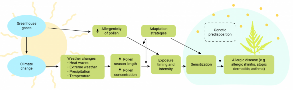 A schematic illustrating the effects of climate change on aeroallergens in Canada. Some of the increase in the levels of aeroallergens have been linked to climate change. Factors including weather, season length, exposure timing, sensitization and allergic disease will be impacted by climate change. Genetic predisposition impacts how sensitive individuals may be to allergic disease. Adaptation strategies influence the levels of exposure and intensity to aeroallergens.