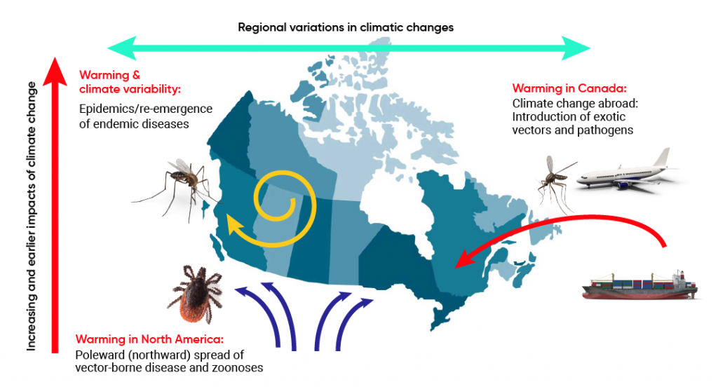 Schematic of climate change effects on infectious disease risks in Canada. Warming in Canada is increasing the likelihood of epidemics and the re-emergence of endemic diseases. It may also lead to the introduction of exotic vectors and pathogens from abroad. Warming across North America is increasing the spread of vector borne diseases and zoonoses.