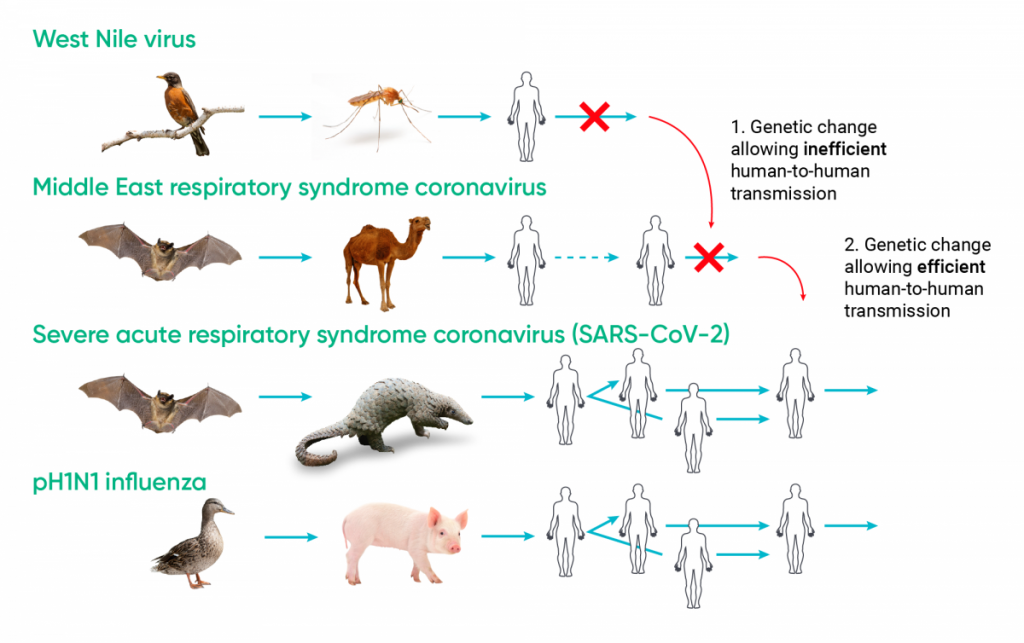A schematic illustrating zoonoses and emergence by genetic change and/ or evolution. The transmission pathway for the West Nile virus, Middle East respiratory coronavirus, severe acute respiratory syndrome coronavirus and the pH1N1 influenza are depicted. The genetic changes that allow for inefficient human-to-human transmission (first two viruses) and the genetic changes that allow for efficient human-to-human transmission (last two viruses) are displayed.