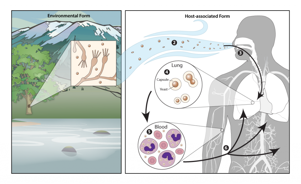 A schematic illustrating the biology of Cryptococcus gatti. The first panel portrays the environment in which Cryptococcus gatti lives. The second panel portrays the path through which it travels through the human body.