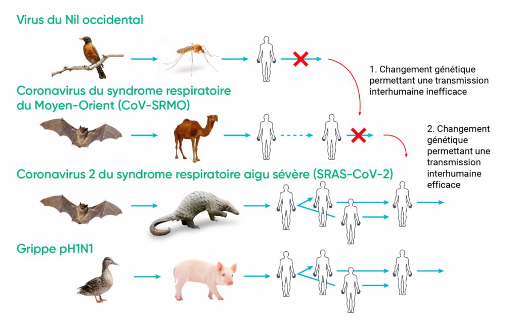 Schéma illustrant les zoonoses et l’émergence par changement génétique et évolution. Les voies de transmission du virus du Nil occidental, du coronavirus respiratoire du Moyen-Orient, du coronavirus du syndrome respiratoire aigu sévère et de la grippe H1N1 sont représentées. Les changements génétiques qui permettent une transmission interhumaine inefficace (les deux premiers virus) et les changements génétiques qui permettent une transmission interhumaine efficace (les deux derniers virus) sont affichés.